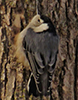 White-breasted Nuthatch