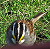 White-throated Sparrow