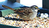 White-throated Sparrow