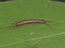 brown centipede