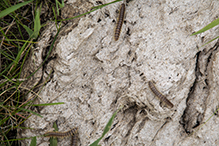 flat-backed millipede (order Polydesmida)