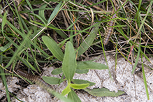 flat-backed millipede (Order Polydesmida)