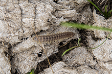 flat-backed millipede (order Polydesmida)