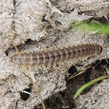 flat-backed millipede (order Polydesmida)