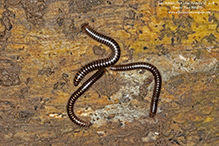 millipede (Cylindroiulus caeruleocinctus)