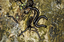 Unknown Centipede #02