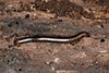 barrel millipede (Cylindroiulus caeruleocinctus)