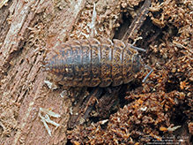 Rathke’s woodlouse