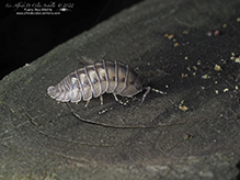 nosy pill woodlouse