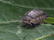 nosy pill woodlouse
