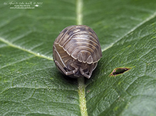 nosy pill woodlouse