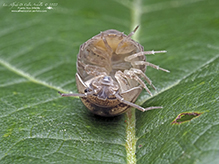 nosy pill woodlouse