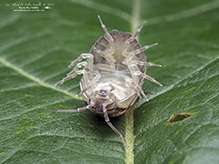 nosy pill woodlouse