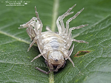 nosy pill woodlouse