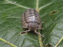 nosy pill woodlouse
