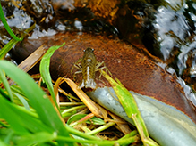 virile crayfish