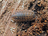 Rathke’s woodlouse