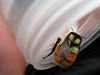 tricolored/orange-belted bumblebee