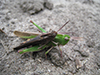 northern green-striped grasshopper