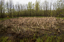 Big Woods Heritage Forest WMA