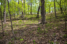 Big Woods Heritage Forest WMA