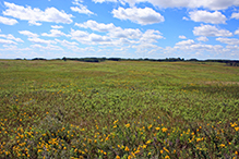 Blanket Flower Prairie SNA