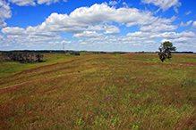 Blanket Flower Prairie SNA