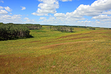 blanketflower Prairie SNA