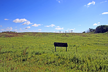 blanketflower Prairie SNA
