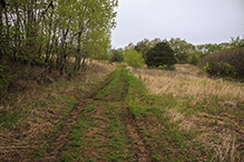 Brownsville Bluff SNA