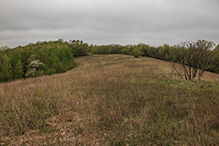 Brownsville Bluff SNA