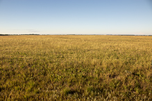 Chippewa Prairie