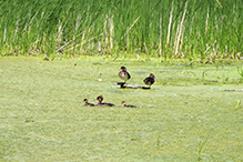Wood ducks (male and female) and female Hooded Merganser with ducklings