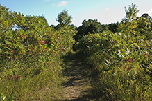 Greenleaf Lake State Recreation Area