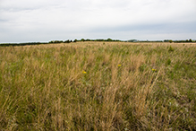 Hastings Sand Coulee SNA