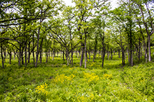 Hastings Sand Coulee SNA