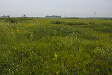 Joseph A. Tauer Prairie SNA