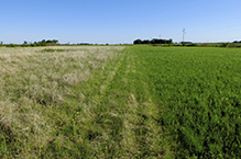 Joseph A. Tauer Prairie SNA