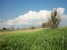 Joseph A. Tauer Prairie SNA