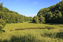 Lake Alexander Woods SNA, South Unit