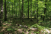 Lake Alexander Woods SNA, South Unit