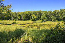 Lake Alexander Woods SNA, South Unit