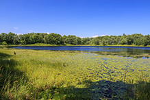 Lake Alexander Woods SNA, South Unit