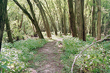 Minnesota Valley National Wildlife Refuge, Louisville Swamp Unit