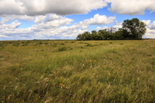 Marcoux Prairie Preserve