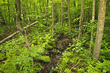 Mille Lacs Moraine SNA