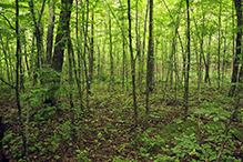 Mille Lacs Moraine SNA