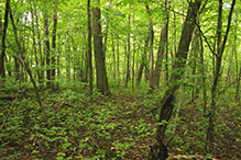 Mille Lacs Moraine SNA