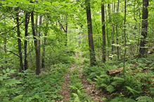 Mille Lacs Moraine SNA