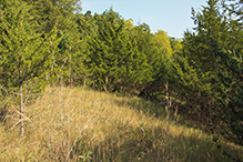 Mound Prairie SNA, South Unit